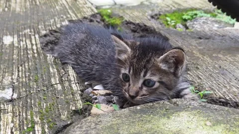 Tiny adorable baby tabby kitten resting peacefully and hiding on cement floor Stock Footage 329906461