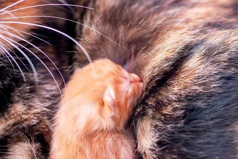A tiny, adorable kitten is nursing from its mothers soft fur Stock Photos