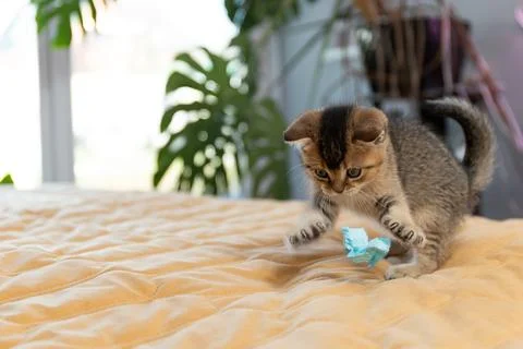 Tiny adorable kitten playing with a blue paper toy on a cozy yellow blanket.. Stock Photos