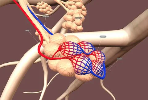 Tiny air sacs at the end of the bronchioles . The alveoli are where the lungs Stock Illustration