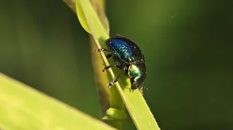 Tiny alder leaf beetle Fotos Stock