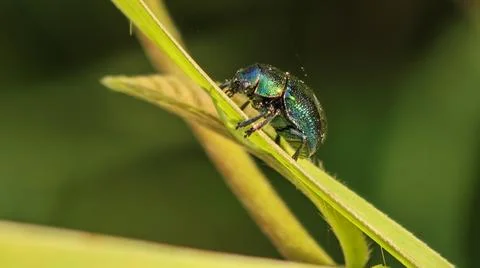 Tiny alder leaf beetle Fotos Stock