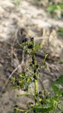 Tiny alder leaf beetle Fotos Stock