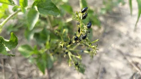 Tiny alder leaf beetle Fotos Stock