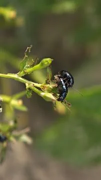 Tiny alder leaf beetle Fotos Stock