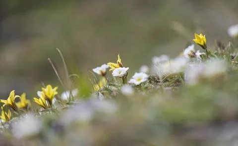 Tiny alpine flowers in a mountain meadow in short summer 写真素材