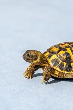 Tiny amphibious turtle resting on gray surface. Reptile, exotic pet, wildlife Stock Photos