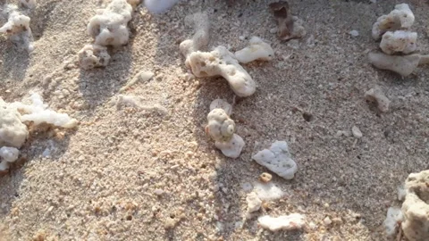 Tiny and cute hermit crab on the beach sand Video stock 168552456