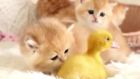 Tiny and cute kitten Stock Footage 246876150