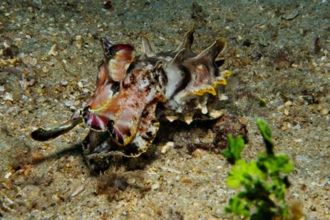 Tiny and dangerous Stock Photos