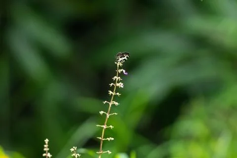 Tiny Angled pierrot feeding on some tiny flowers in the garden Stock Photos