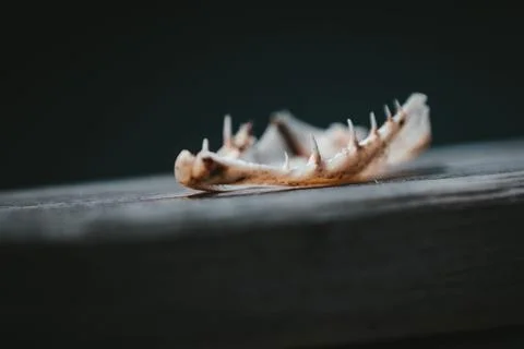 A tiny animal jaw bone Stock-Fotos