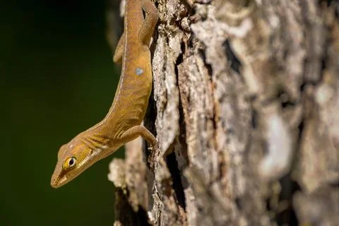 Tiny anole in close up on tree trunk looking at viewer Stock Photos