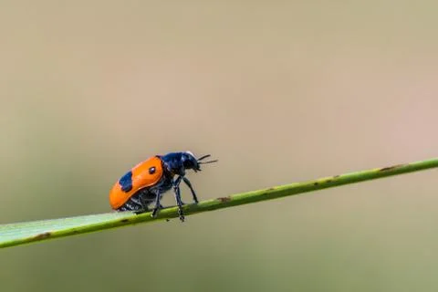 Tiny ant bag beetle with red back with black dot climbing green grass Foto stock