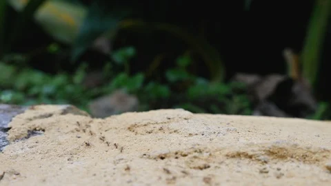Tiny Ant Colony Road to The Jungle Forest Nature 4k Stock Footage 102551045