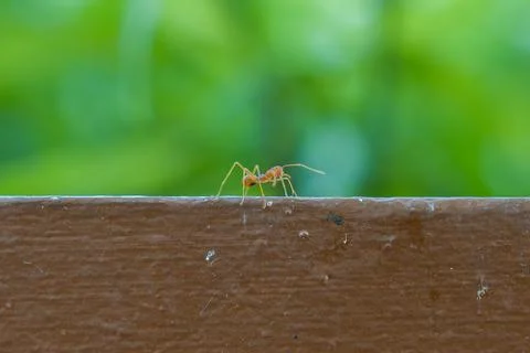 Tiny ant crawls across dark wooden surface Stock Photos