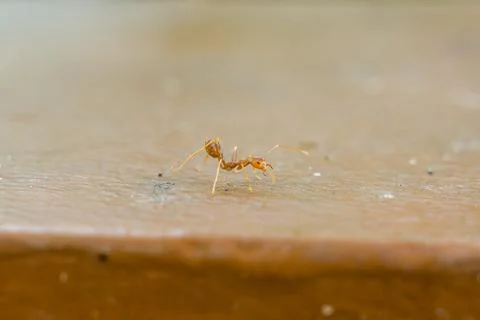 Tiny ant crawls across smooth wooden surface Stock Photos