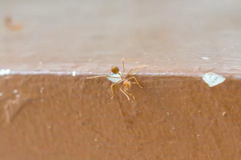 Tiny ant crawls along a brown, textured surface Foto stock