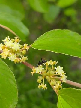 Tiny ant crawls on delicate yellow flowers surrounded by green leaves Stock Photos