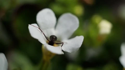 Tiny ant exploring the center of a white flower in nature Stock Footage 337738524