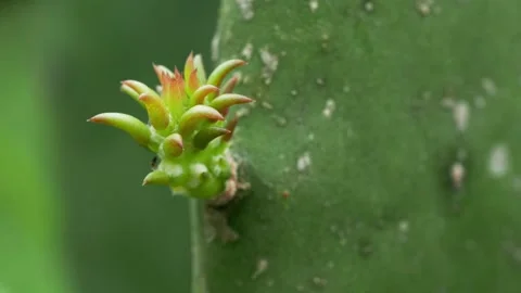Tiny Ant Exploring Fresh Cactus Shoot in Extreme Close Up Stock Footage 335446241