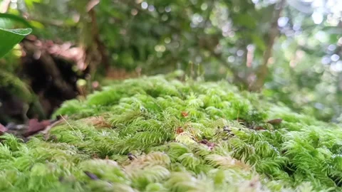 Tiny Ant Exploring Green Moss in Tropical Rainforest Micro World Stockbeeldmateriaal 332157543