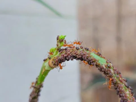 Tiny ant hatchlings with red ant colony Stock Photos