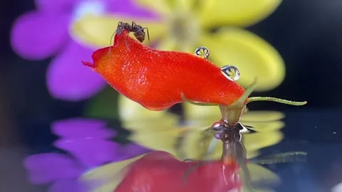 The tiny ant lost in an island. Wondering ant macro videography. 스톡 동영상 195399838