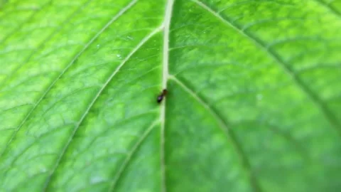 Tiny ant walking on a vibrant green leaf Video stock 334873624