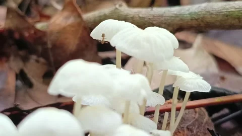 Tiny Ant Walking on White Mushroom in Tropical Forest Vídeo Stock 334664190