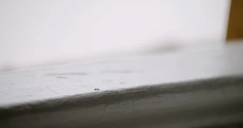 Tiny Ant on Window 動画素材 106356857