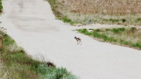 Tiny Antelope on Dirt Road Stock Footage 11140493