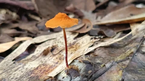 Tiny Ants Activity Under Small Orange Mushroom in Tropical Forest Vídeos de archivo 333034722