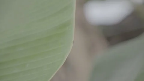 Tiny Ants on Banana Leaf in Close-up View  S-Log3 Video stock 313572934