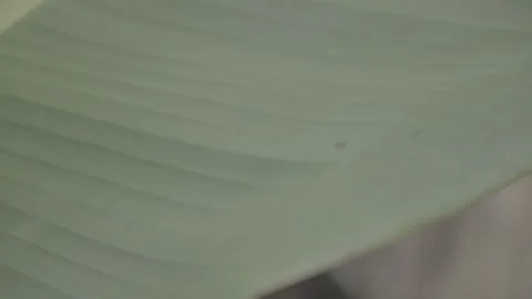 Tiny Ants on Banana Leaf in Close-up View  S-Log3 Stock Footage 313572944