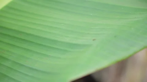 Tiny Ants on Banana Leaf in Close-up View Stock Footage 313572975