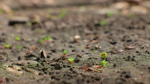 Tiny ants carrying green plant pieces across sandy forest floor in macro view. Stock Footage 338369123