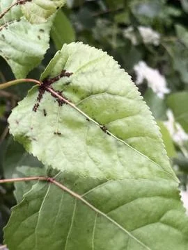 Tiny Ants Crawling Across Green Leaf Stock Photos