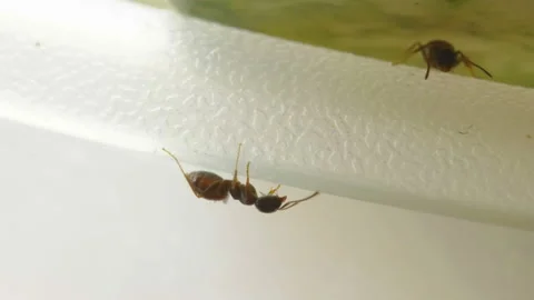 Tiny ants crawling on the side of the watermelon in Estonia 스톡 동영상 196958134