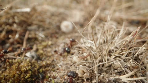 Tiny ants diligently haul dry plant matter, building their nest with unwavering Stock Footage 244768546