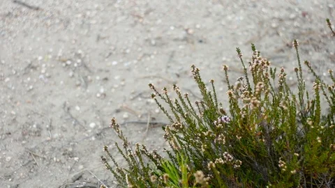 Tiny Ants Exploring From Ant Hill Under A Flower Bush On The Icy Ground Of 動画素材 120329475