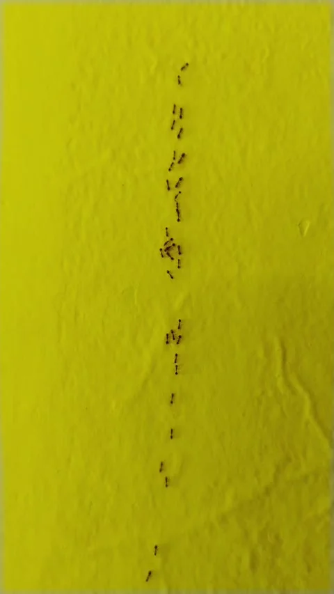 Tiny ants march in straight lines across a vivid yellow surface. Stock Footage 330644581