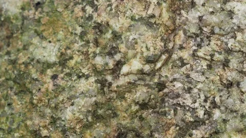 Tiny Ants Moving Across Rough Mineral Rock Surface Vidéo 335355772