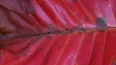 Tiny Ants Moving Across Vibrant Tropical Leaf Surface 스톡 동영상 336939736