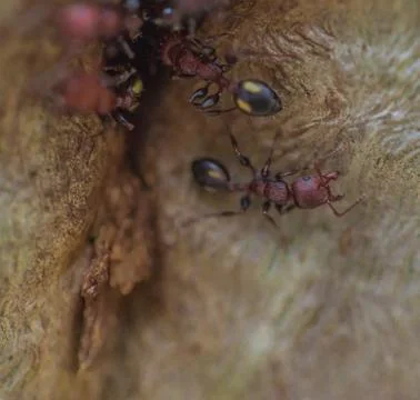 Tiny ants, shot with a macro lens Stock Photos