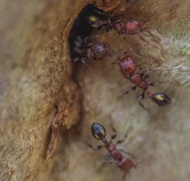 Tiny ants, shot with a macro lens Stock Photos