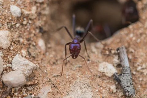 Tiny ants, shot with a macro lens Stock Photos