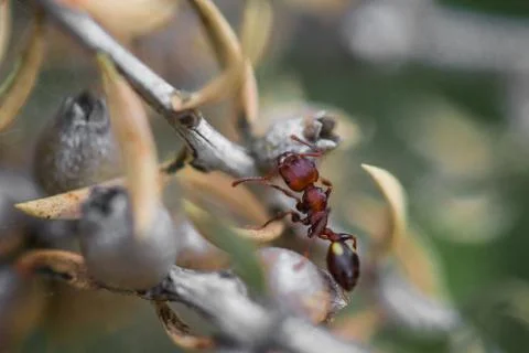 Tiny ants, shot with a macro lens Stock Photos