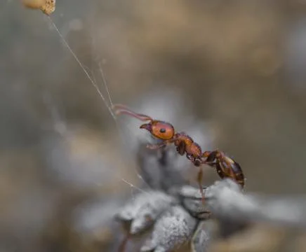 Tiny ants, shot with a macro lens Stock Photos