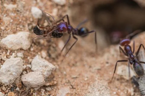 Tiny ants, shot with a macro lens Stock Photos